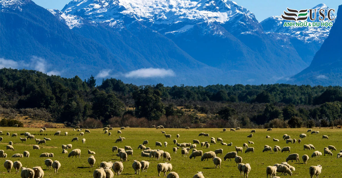 Du Lịch New Zealand: Đâu Là Biểu Tượng Nổi Tiếng Nhất Của Quốc Gia New Zealand?